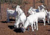 Savanna goats
