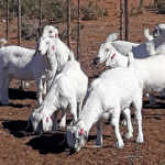 Savanna goats