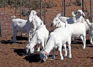 Savanna goats