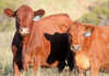 Afrigus cattle
