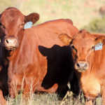 Afrigus cattle