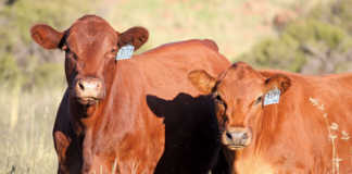 Afrigus cattle