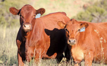 Afrigus cattle