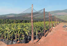 Agribusiness can help speed up economic turnaround – Agbiz Agribusiness can help speed up economic turnaround - Agbiz