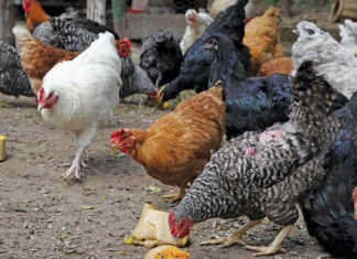 Free-range chicken