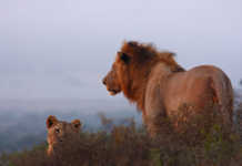 ‘SA tourism could lose billions due to illicit wildlife trade’ ‘SA tourism could lose billion due to illicit wildlife trade’