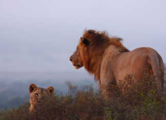 ‘SA tourism could lose billion due to illicit wildlife trade’