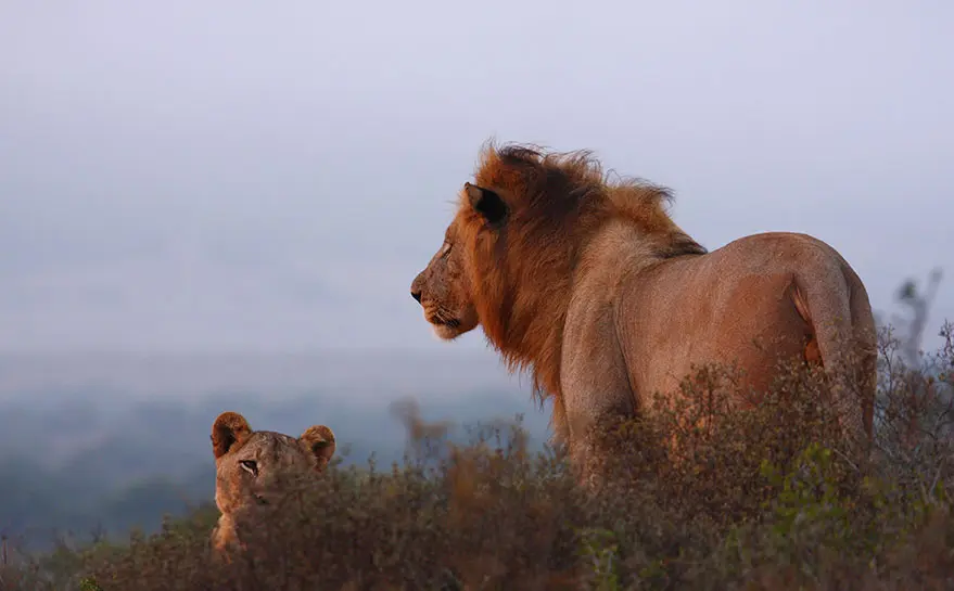 ‘SA tourism could lose billion due to illicit wildlife trade’