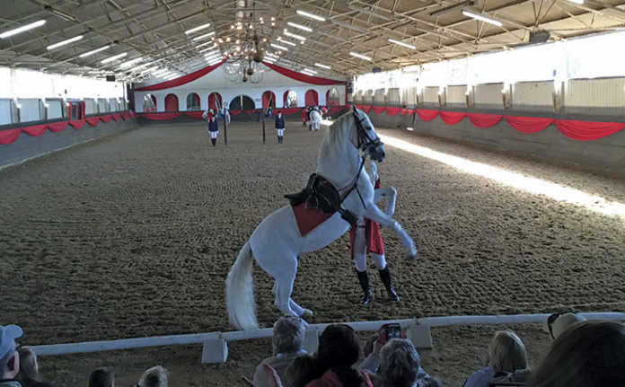 Lipizzaner stallion