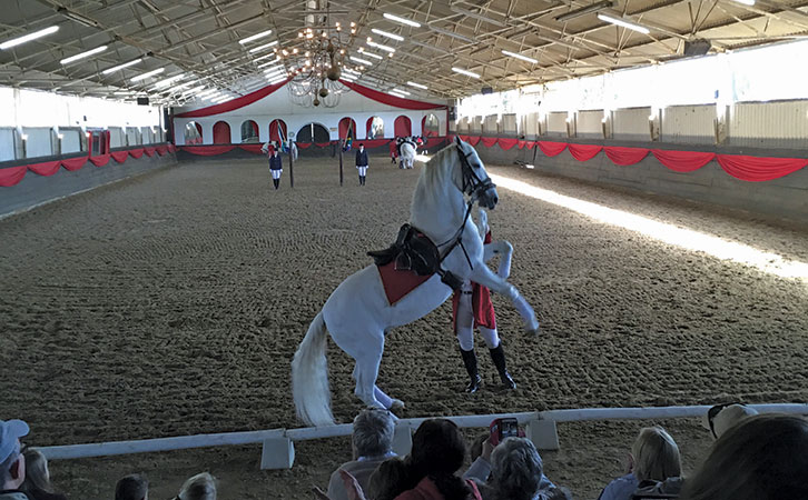 Lipizzaner stallions in South Africa Lipizzaner stallions in South Africa