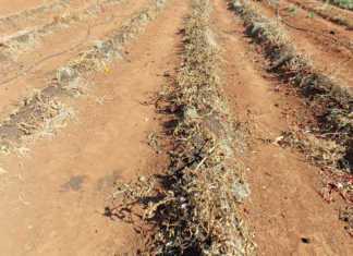 No-till: increasing soil organic content