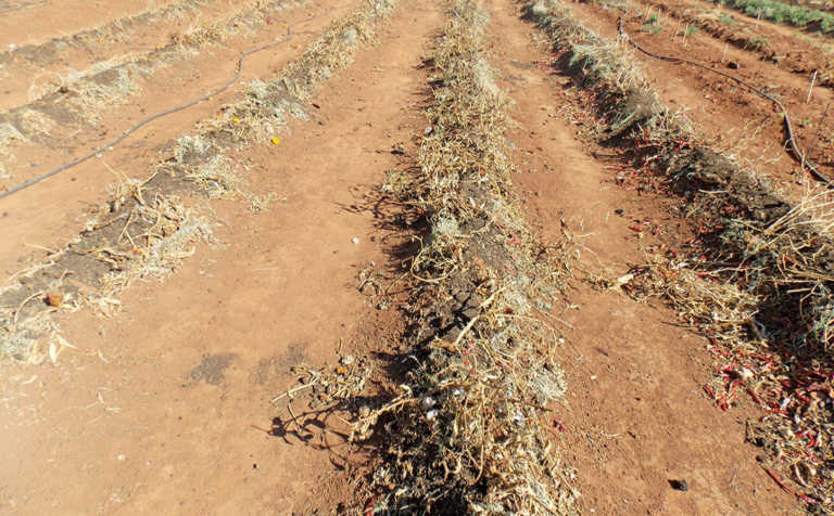 No-till: increasing soil organic content No-till: increasing soil organic content