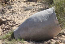 Growing popularity of rooibos results in record plantings