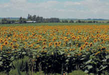 Subdued interim results for Senwes Subdued interim results for Senwes