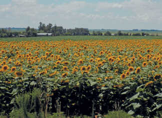 Subdued interim results for Senwes