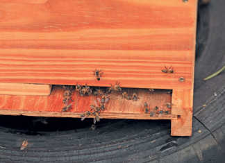 ‘Disregard for bee safety a serious concern’
