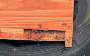 ‘Disregard for bee safety a serious concern’