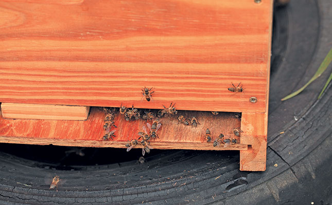 ‘Disregard for bee safety a serious concern’