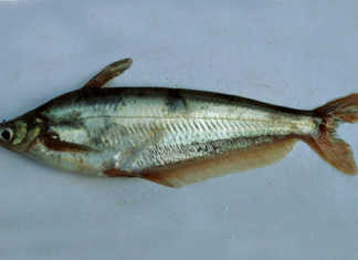The butter catfish