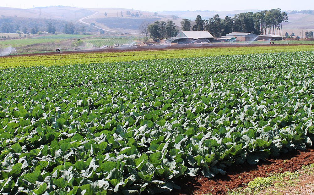 Land expropriation decision a big mistake - Agri SA