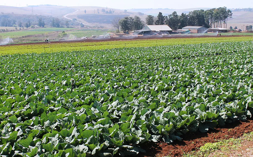 Land expropriation decision a big mistake - Agri SA