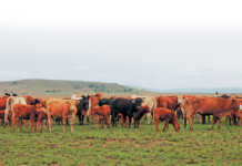 McDonald’s wants to reduce antibiotics use in beef production