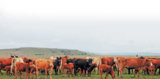 McDonald’s wants to reduce antibiotics use in beef production