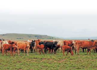 McDonald’s wants to reduce antibiotics use in beef production McDonald’s wants to reduce antibiotics use in beef production