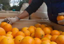 Agri growth helps SA out of recession Agri growth helps SA out of recession