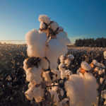 How long can SA’s farmers last?