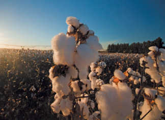 How long can SA’s farmers last?