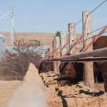 Concern about pressure on feedlot margins