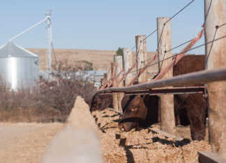 Concern about pressure on feedlot margins Concern about pressure on feedlot margins