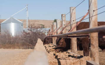 Concern about pressure on feedlot margins