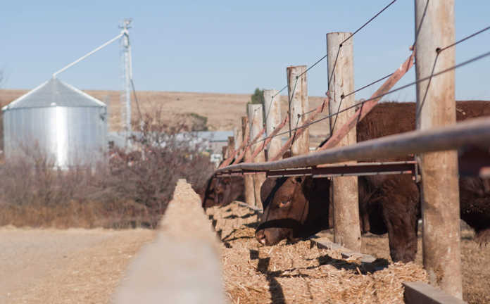 Concern about pressure on feedlot margins