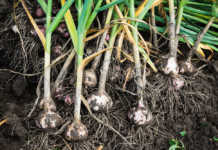 Investigation into ‘illegal’ garlic imports Investigation into ‘illegal’ garlic imports