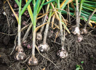 Investigation into ‘illegal’ garlic imports