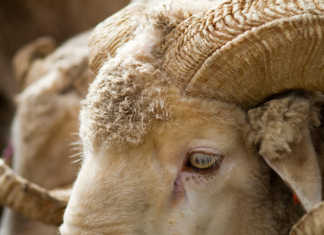 Mitigating the impact of Lesotho’s wool woes on SA industry Mitigating the impact of Lesotho’s wool woes on SA industry