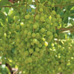 Table grape harvest on track as conditions remain unchanged