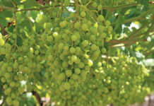 Table grape harvest on track as conditions remain unchanged