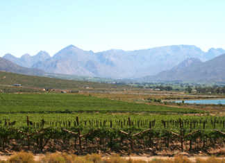Western Cape farmers’ water allocations restored