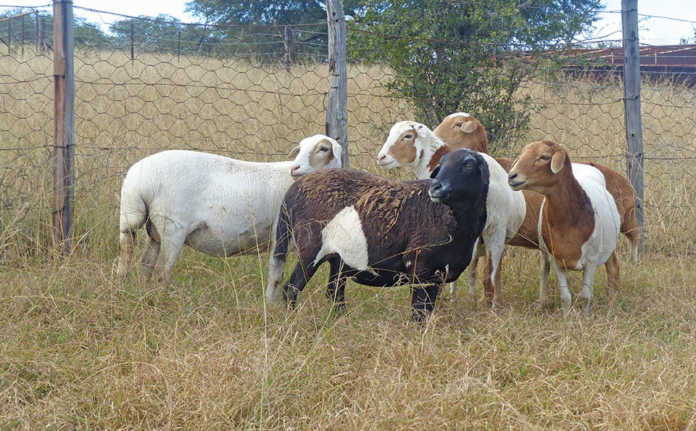 hardy Bosvelder-type ewes