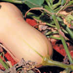 Stable local demand for vegetables, but export markets beckon