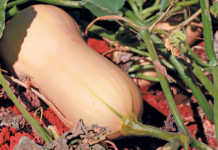 Stable local demand for vegetables, but export markets beckon Stable local demand for vegetables, but export markets beckon