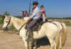 A Camargue horse