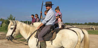 A Camargue horse