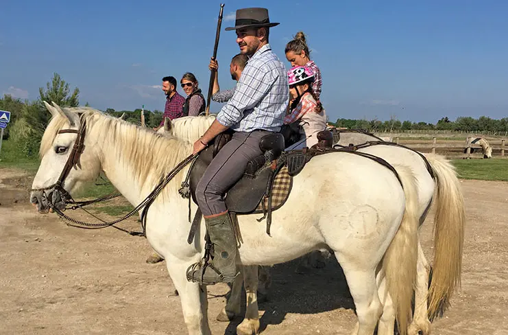 A Camargue horse