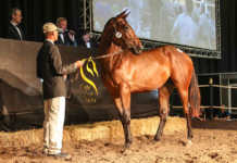 2019 Cape Premier Yearling Sale achieves good results 2019 Cape Premier Yearling Sale achieves good results