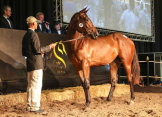 2019 Cape Premier Yearling Sale achieves good results