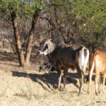 Namibian red meat producers face ‘perfect storm’